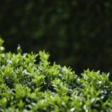 detail of a green buxus bush picjumbo com
